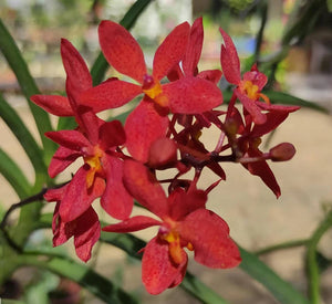 Renanthanda Stevie Boy (3"b)