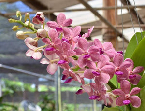 Vandachostylis Leah Baisi  (3"b)