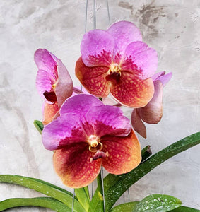 Vanda (Pimsai x Jindavat) Mr. Pairat