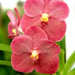 Vanda Uraiwan Belle 'Red Coral' (3
