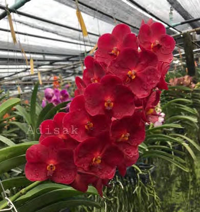 Vanda SW New Year Red 'Adisak' (3