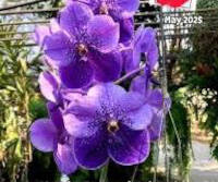 Vanda General Prinya (3"b)
