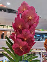 Vanda Adisak Happines 'No 79' (3" basket) Meristem