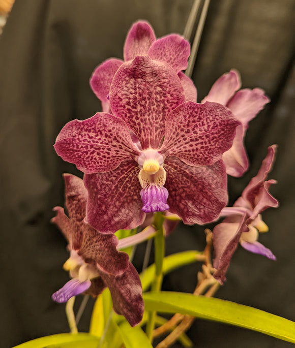 Papilionanda Corneels Cilliers 'Dark Knight' No109 Meristem (3