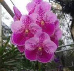 V. [(General Prinya x Dona Rome Sanchez ) x Trevor Rathbone] 'No. 205' (3
