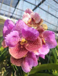 Vanda (Thonglor x Blitz Heartthrobe) No. 140 (3