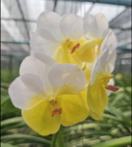 Vanda Pope Francis (3"b)