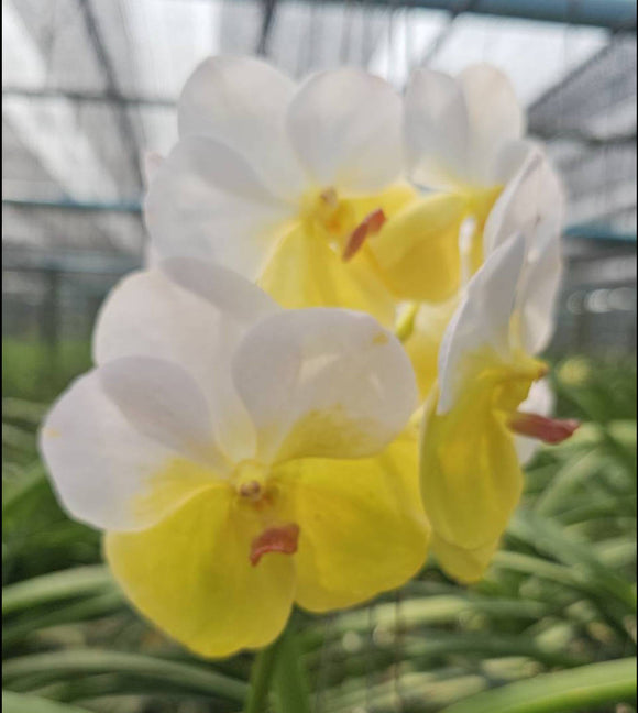 Vanda Pope Francis (3