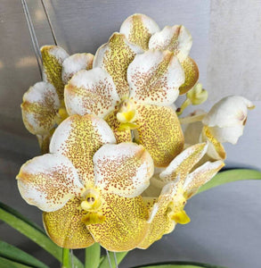 Vanda PNG 50th Independence Golden Jubilee (3"b)