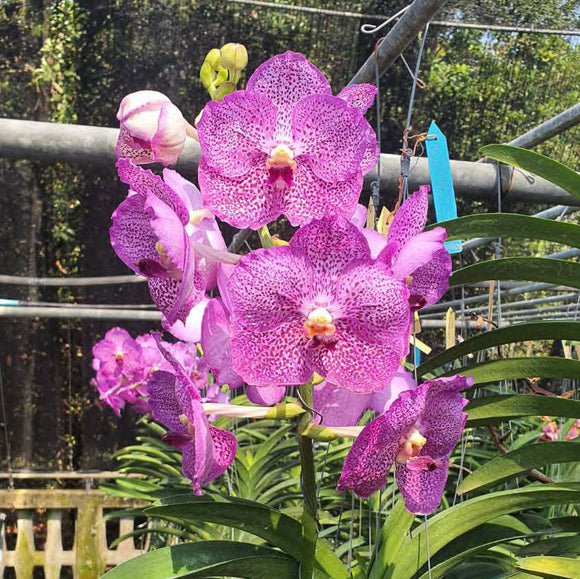 Vanda Tung Tung Diamond (3