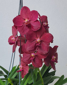 Vanda (merrillii x Dr. Anek) (3"b)