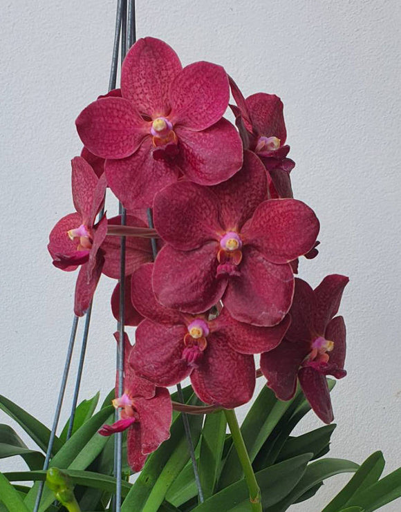 Vanda (merrillii x Dr. Anek) (3