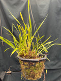 Maxillaria tenuifolia (coconut orchid) (8"b)