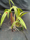 Eny. Golden Sunburst (6”)