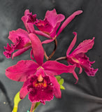 Blc. La Libertad (5"p) <br> (Blc. Pirate's Fortune x Blc. Oconee)