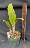 Pot. Orquiotto (5"p)<br> (Bc. Flameout x Rlc. Rebeca Merkel)