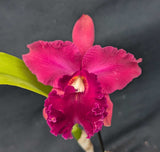 Pot. Orquiotto (5"p)<br> (Bc. Flameout x Rlc. Rebeca Merkel)