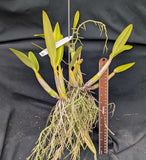 Schomburgkia Veronica Romero (BR)