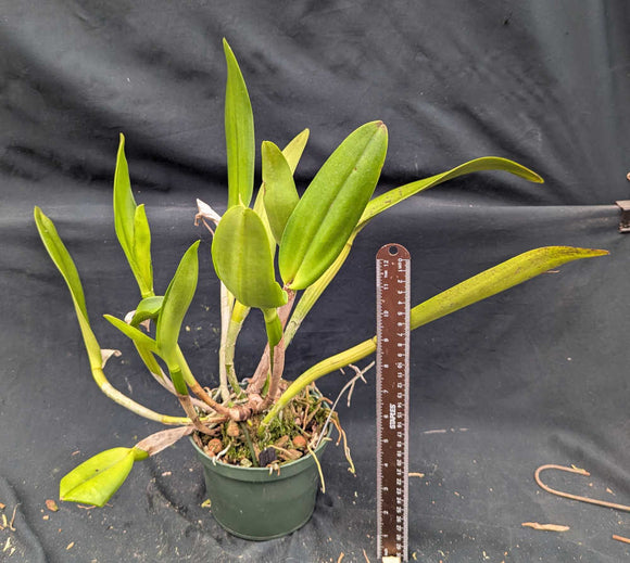 Rlc. Graf's Tualacha (6