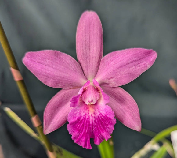Epicattleya Graf's Gem 'La Orquidea' (bare root)<br> (Epc. Dowset Gem x C. Choclate Drop)