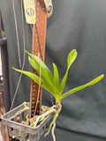 Plectrelminthus caudatus (3"b)