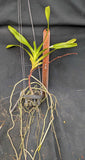 Aerides lawrenceae (3"basket)
