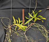 Aerides odorata (bare root)