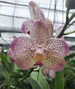 Aeridovanda Joyce Esernia (3"b)