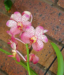 Aerides lawrenceae x Vanda  brunea (3"b)