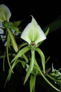 Angraecum eburneum (4"p)