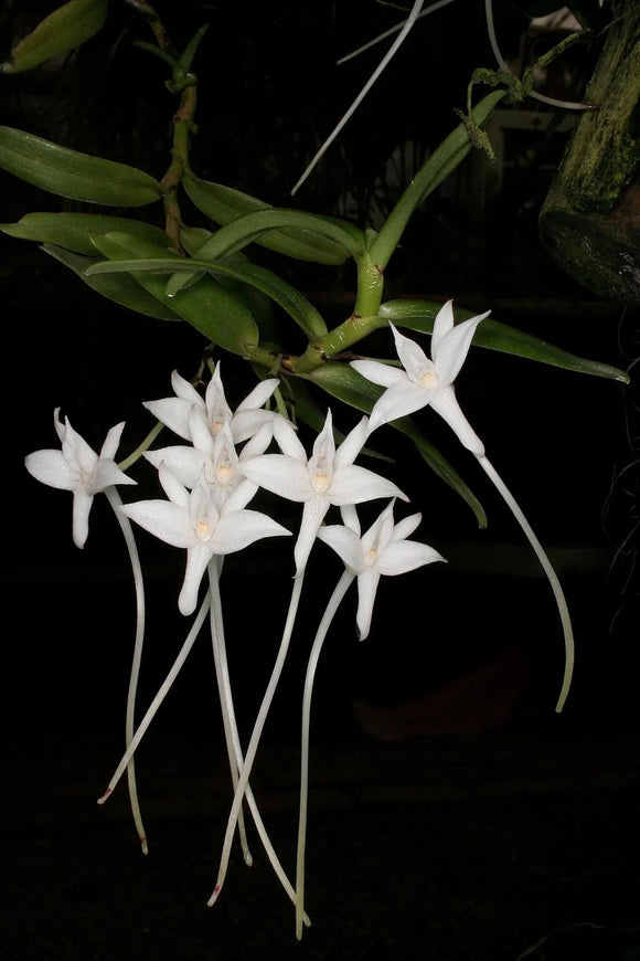 Angraecum florulentum (3