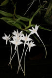 Angraecum florulentum (3"p)