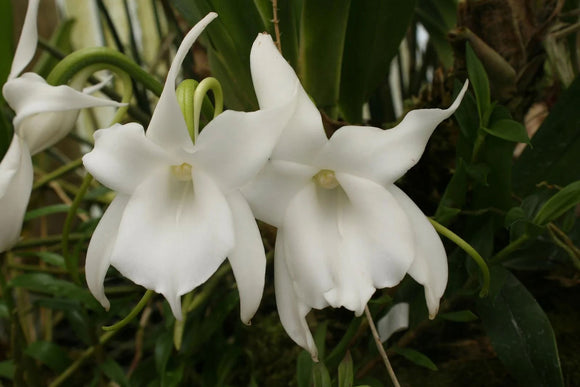Angraecum magdalenae (3