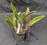Rhynchobrassoleya Apache Sunrise 'Henrique's Choice' (6"p)