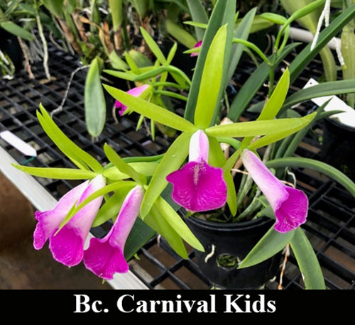 Bc. Carnival Kids <br> (C. bicolor x C. dormaniana)(4