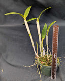Bc. Cordelia (5"p) <br> (C. intermedia x B. digbyana)