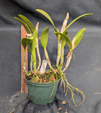Brassocattleya Daffodil (6")