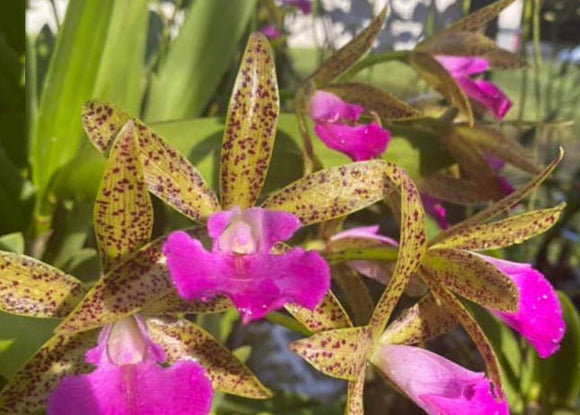Bc. Florida Stars 'Spring Zing' AM/AOS (BR) <br>(Brassavola Little Stars × Cattleya Mark Jones)