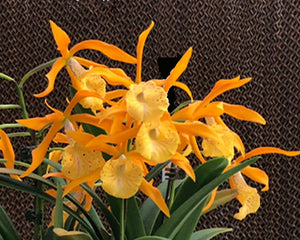 Blc. Golden Glory 'Apollo' (4"p)