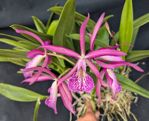 Bc. Graf's Chirikoton overgrown (5"p)<br>(Bc. Maikai 'Majumi' x C. schilleriana)