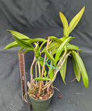 Bc. Kauai Red Drop (6"p) Large Plant<br>(C. Chocolate Drop x Bc. Maikai 'Majumi' )