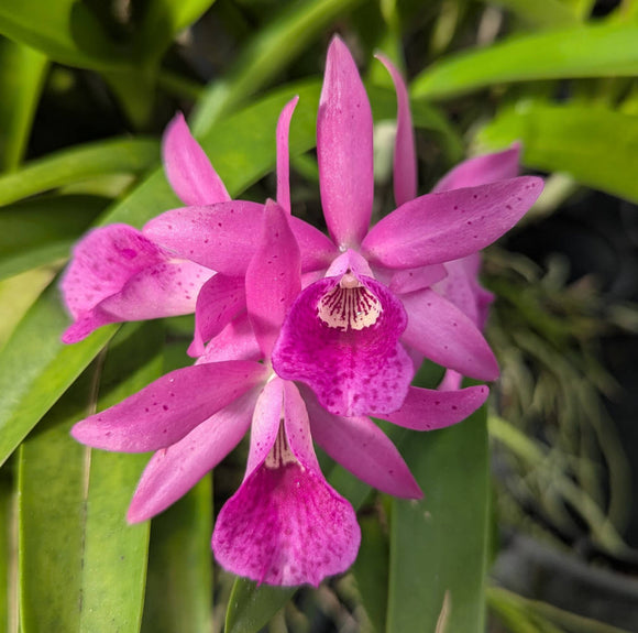 Bc. Kauai Red Drop (6