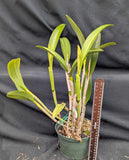 Blc. Playa Morrocoy (6" pot)<br> (Blc. Chinese Bronce x Bc. Maikai 'Majumi')