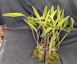 Blc. Selsals Amareto (5"p) Overgrown <br>(Brassavola nodosa x Lc. Trick or Treat)