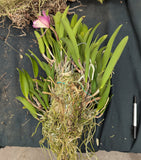 Bct. Little Mermaid 'Sarasota' very large mounted plant
