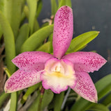 Bct. Little Mermaid 'Sarasota' very large mounted plant