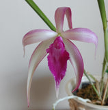 Brassolaelia amethyst 'Pink' (mounted)