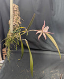 Brassolaelia Choroni (m)