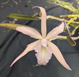 Brassolaelia Choroni (m)
