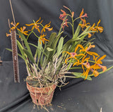 Blc. Golden Glory 'New Horizon' Very Large Plant (BR)